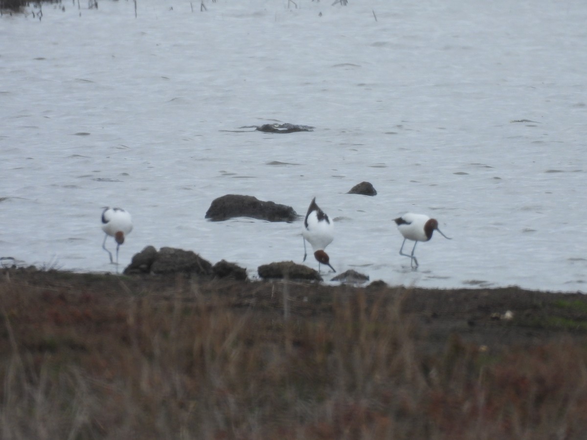 Avocette d'Australie - ML640461334