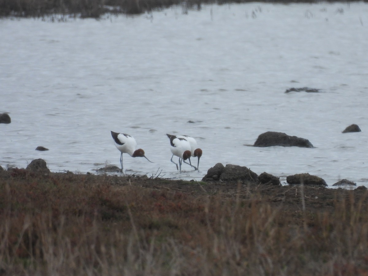 Avocette d'Australie - ML640461335