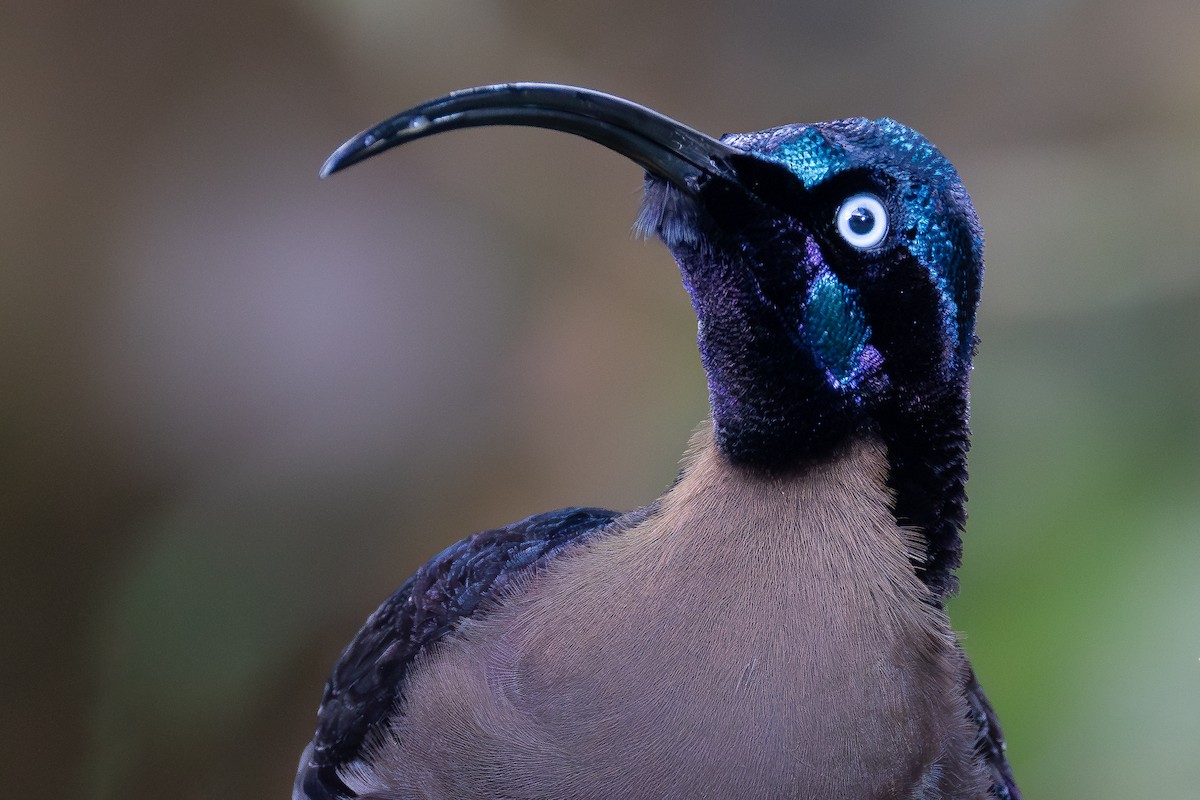 Brown Sicklebill - ML640461352