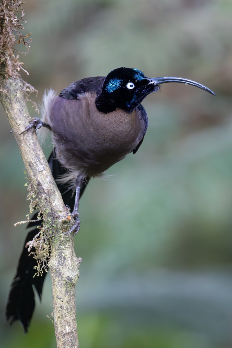 Brown Sicklebill - ML640461353