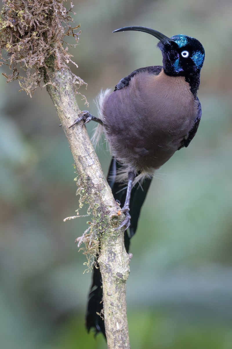 Brown Sicklebill - ML640461354