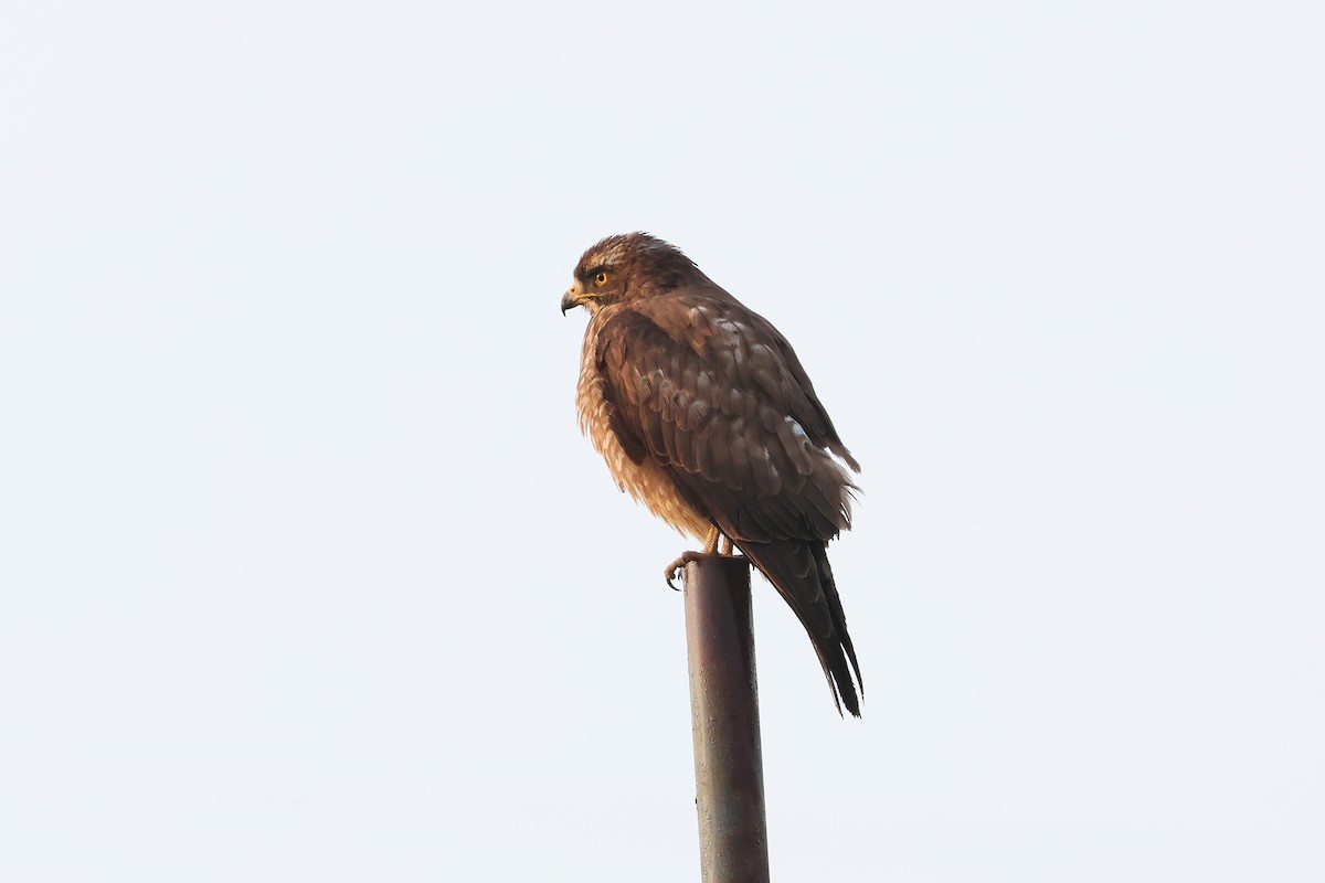 Amurbussard - ML640461356