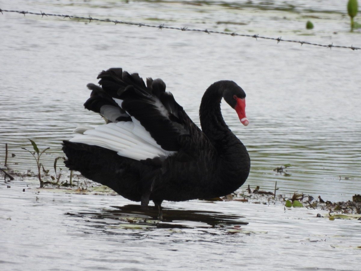Black Swan - ML640461378