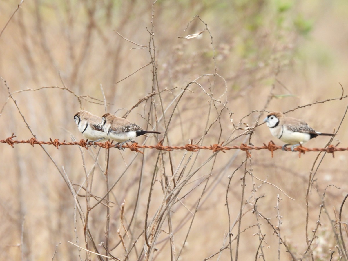 Double-barred Finch - ML640461404
