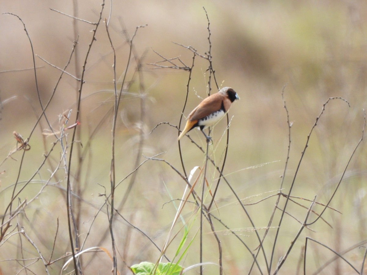 Chestnut-breasted Munia - ML640461431