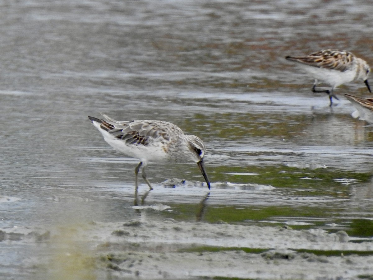 Сянби элсэг - ML640461434