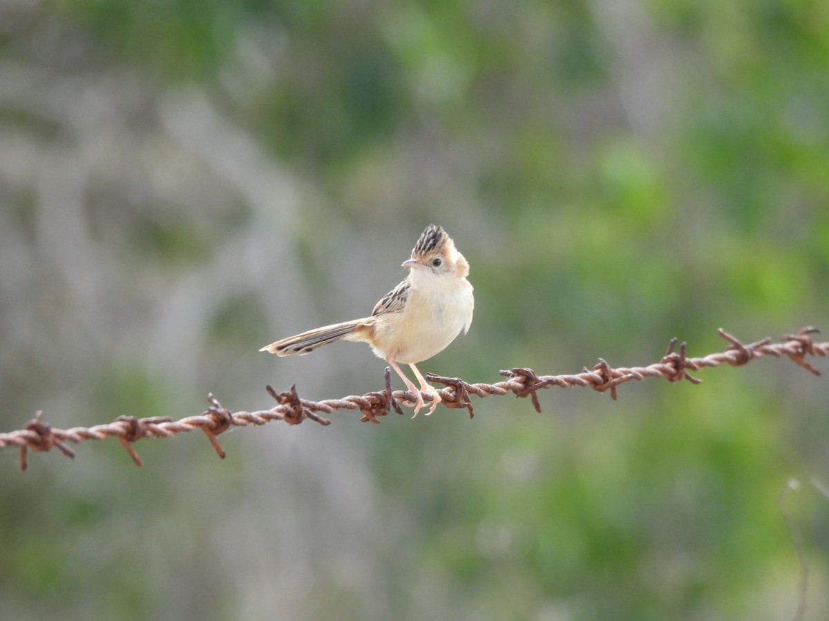 Golden-headed Cisticola - ML640461443
