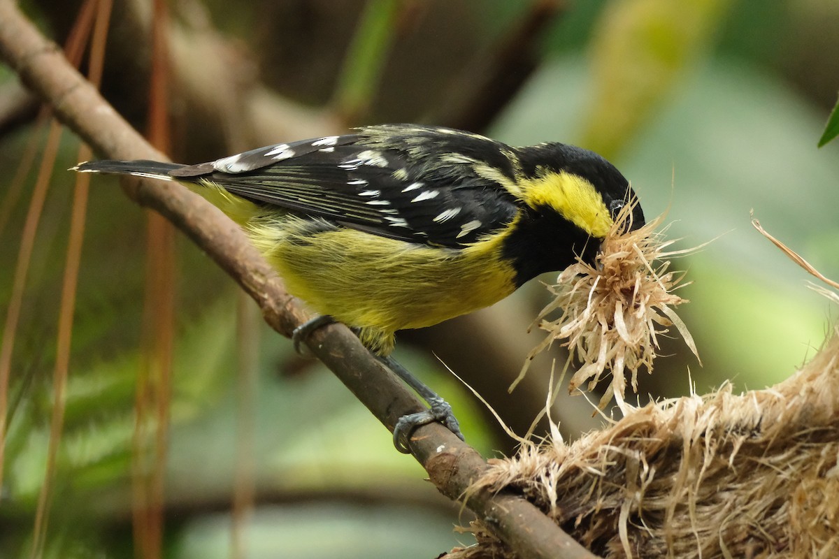 Elegant Tit - ML640461608