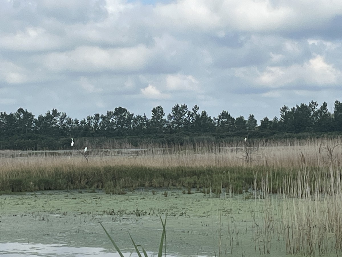 Little Blue Heron - ML640461631
