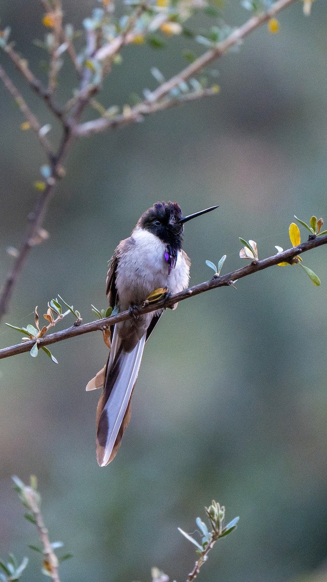kolibřík výšinový (ssp. nobilis) - ML640461649