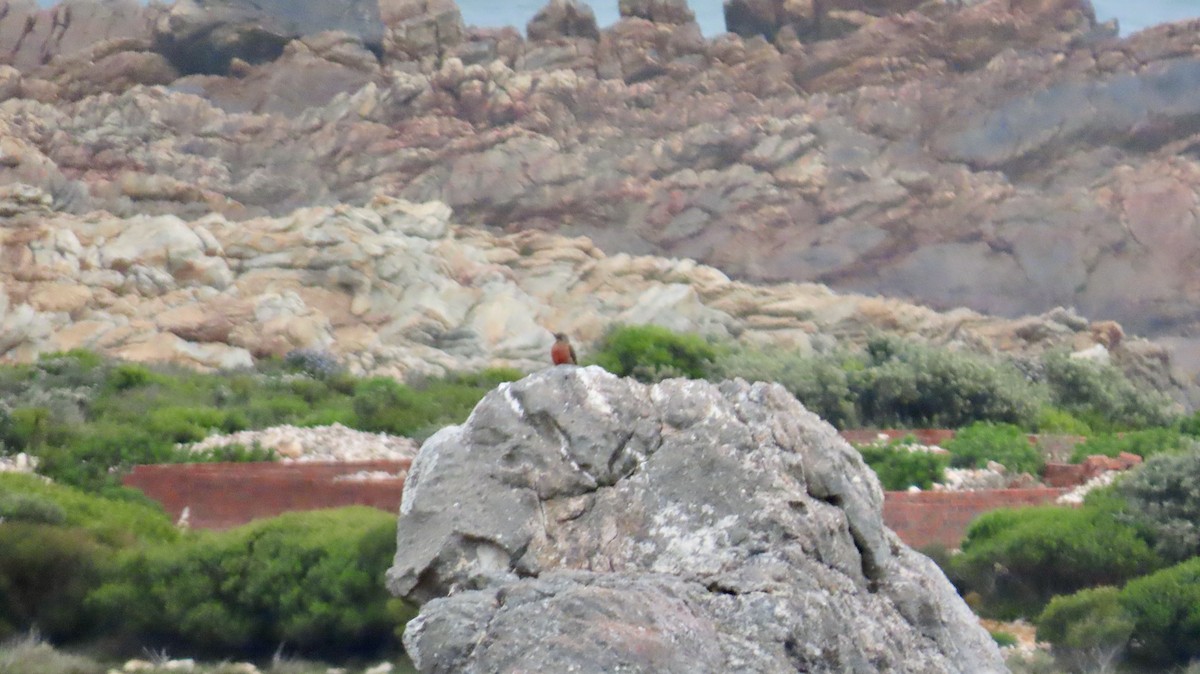 Ground Woodpecker - ML640461653