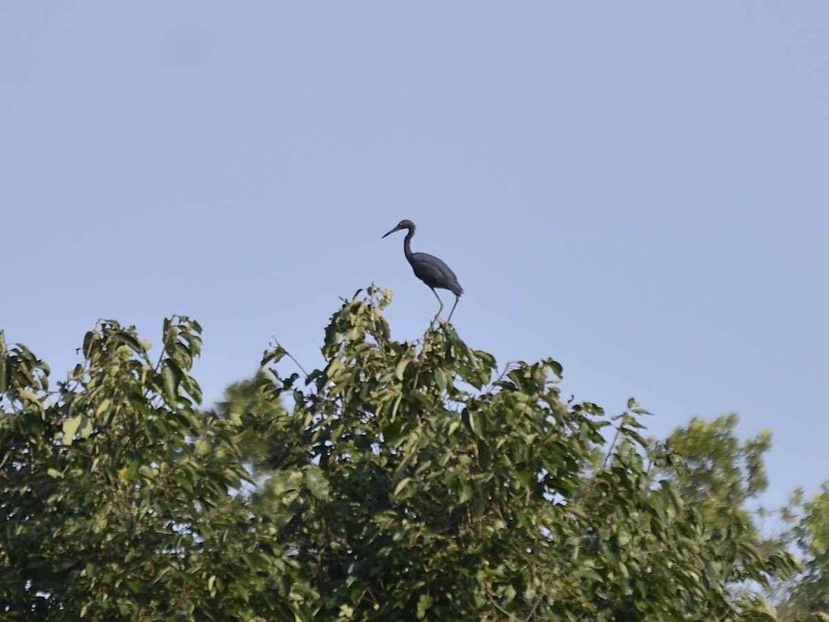 Little Blue Heron - ML640461689