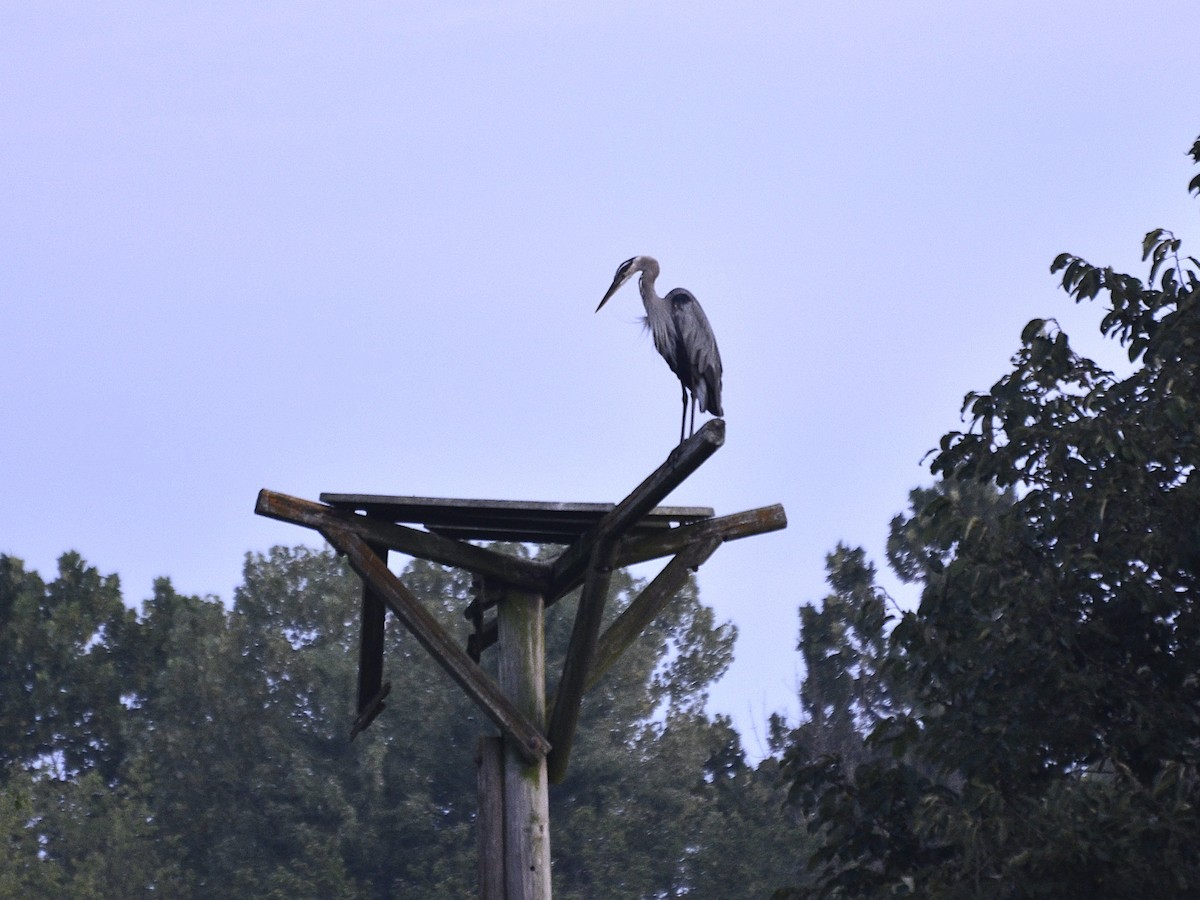Great Blue Heron - ML640461690