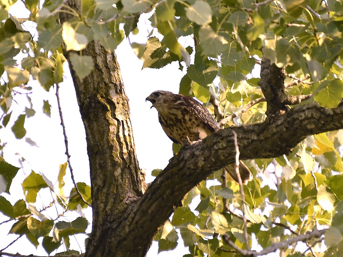 Red-shouldered Hawk - ML640461700