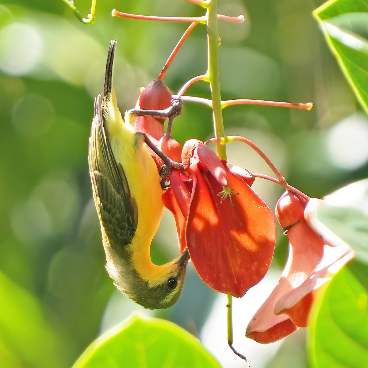 Garden Sunbird - ML640461701