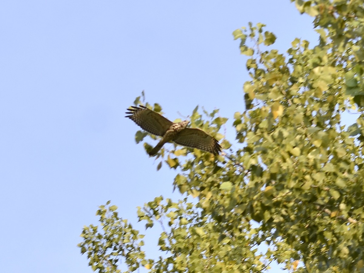 Red-shouldered Hawk - ML640461702