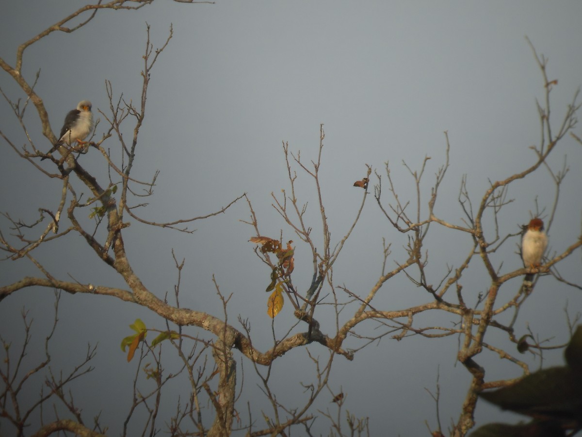 White-rumped Falcon - ML640461744