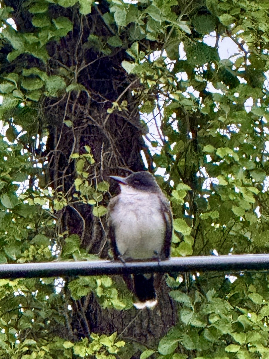 Eastern Kingbird - ML640461778