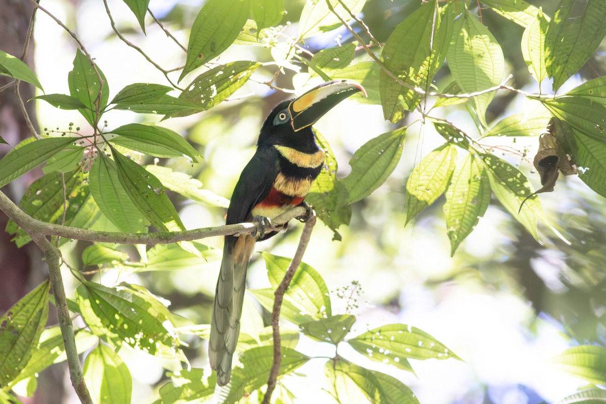 Many-banded Aracari - ML640461832