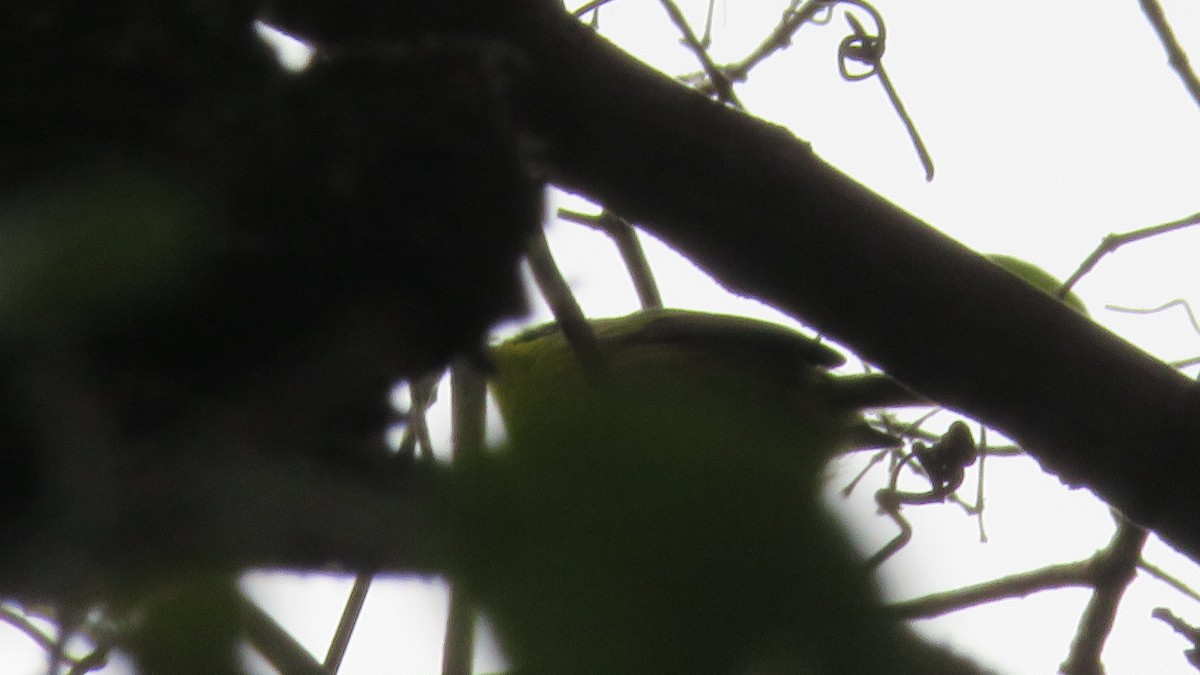 Gray-headed Tody-Flycatcher - ML640461887