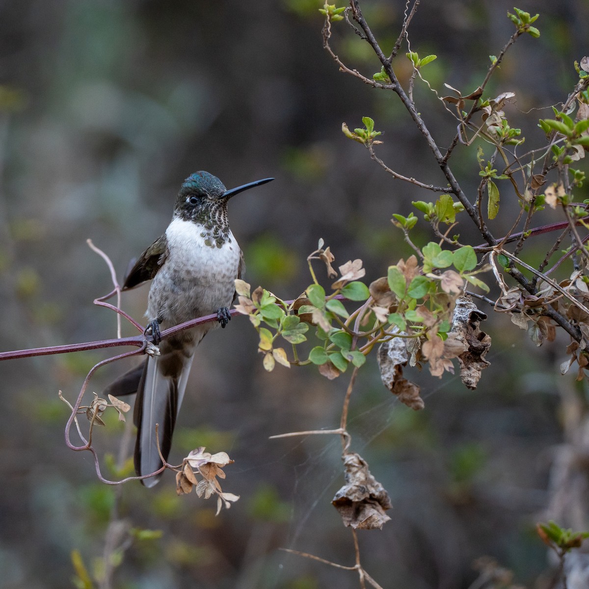 kolibřík výšinový (ssp. nobilis) - ML640461930
