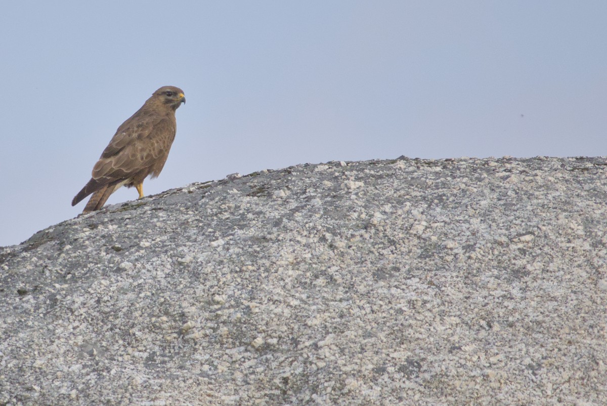 Common Buzzard - ML640462012