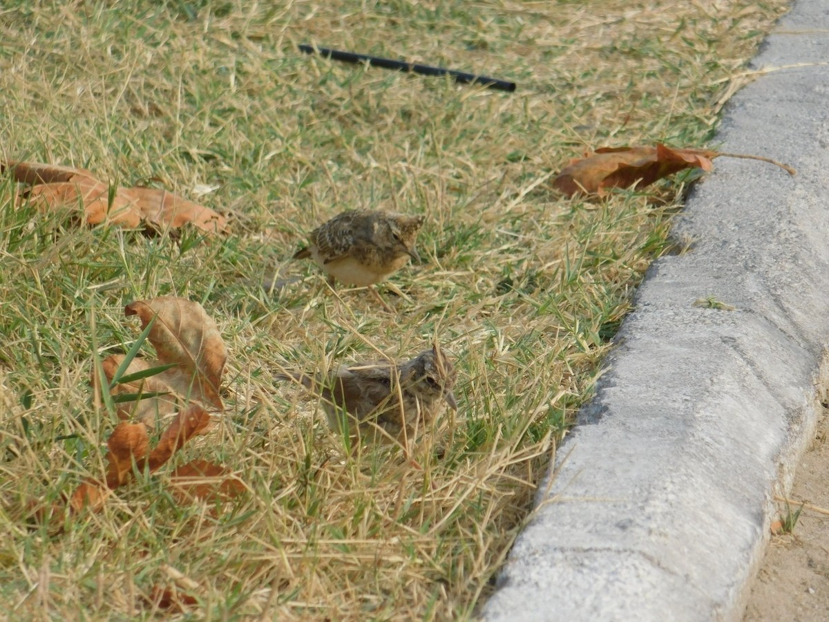 Crested Lark - ML640462016