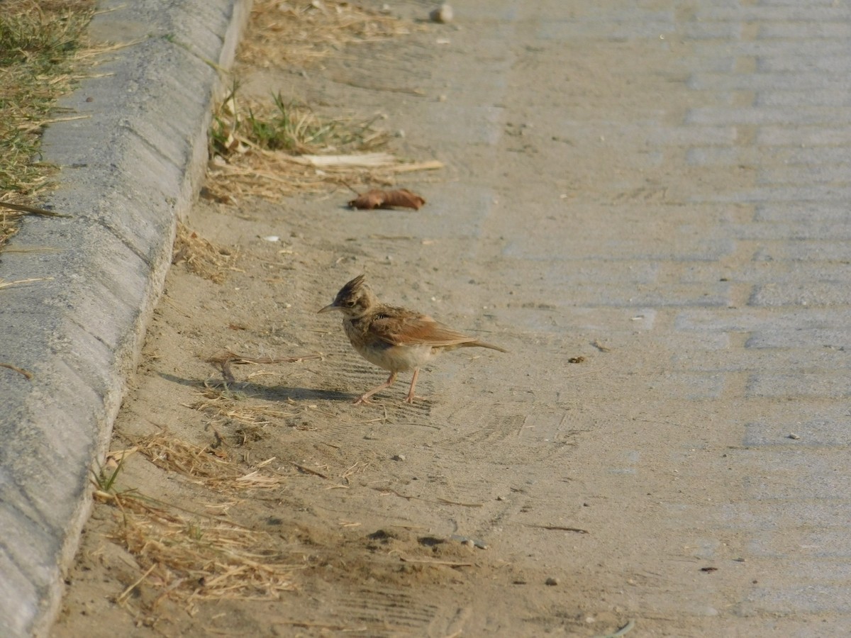 Crested Lark - ML640462017