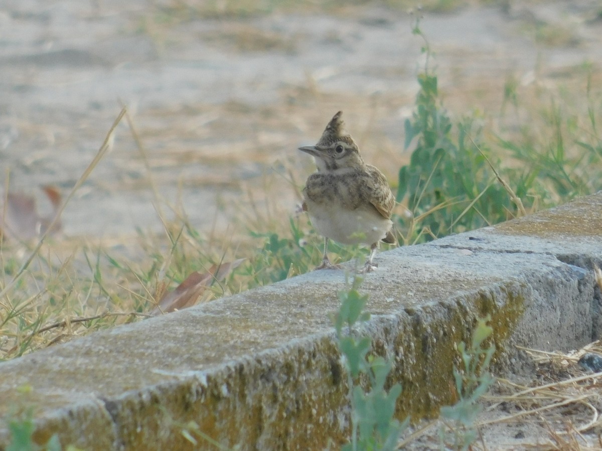 Crested Lark - ML640462018