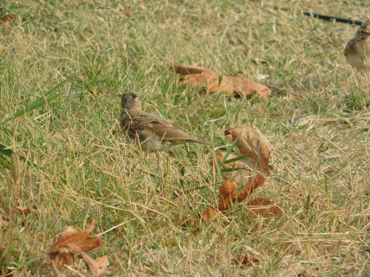 Crested Lark - ML640462020