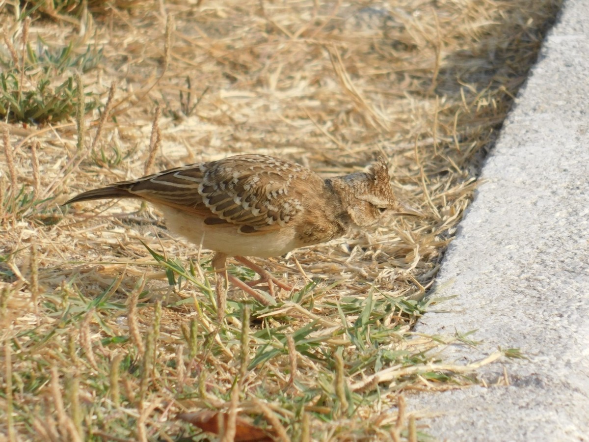 Crested Lark - ML640462021