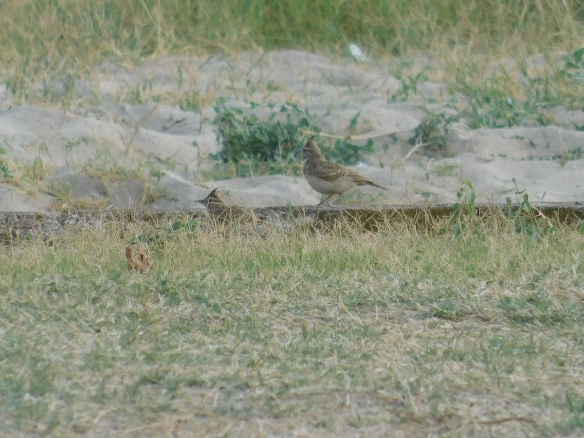 Crested Lark - ML640462022