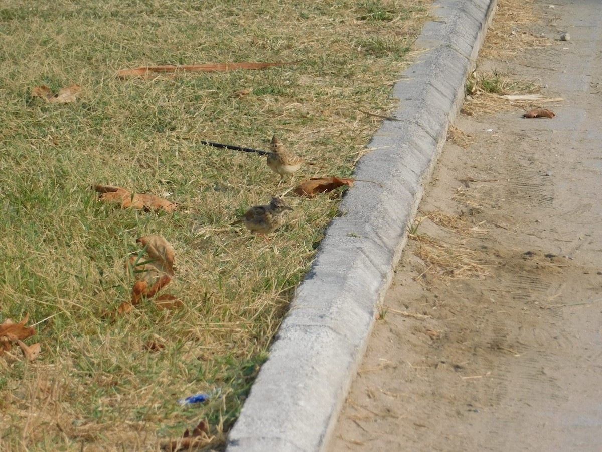 Crested Lark - ML640462023