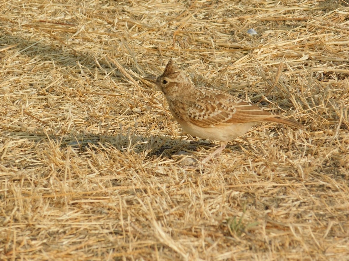 Crested Lark - ML640462024