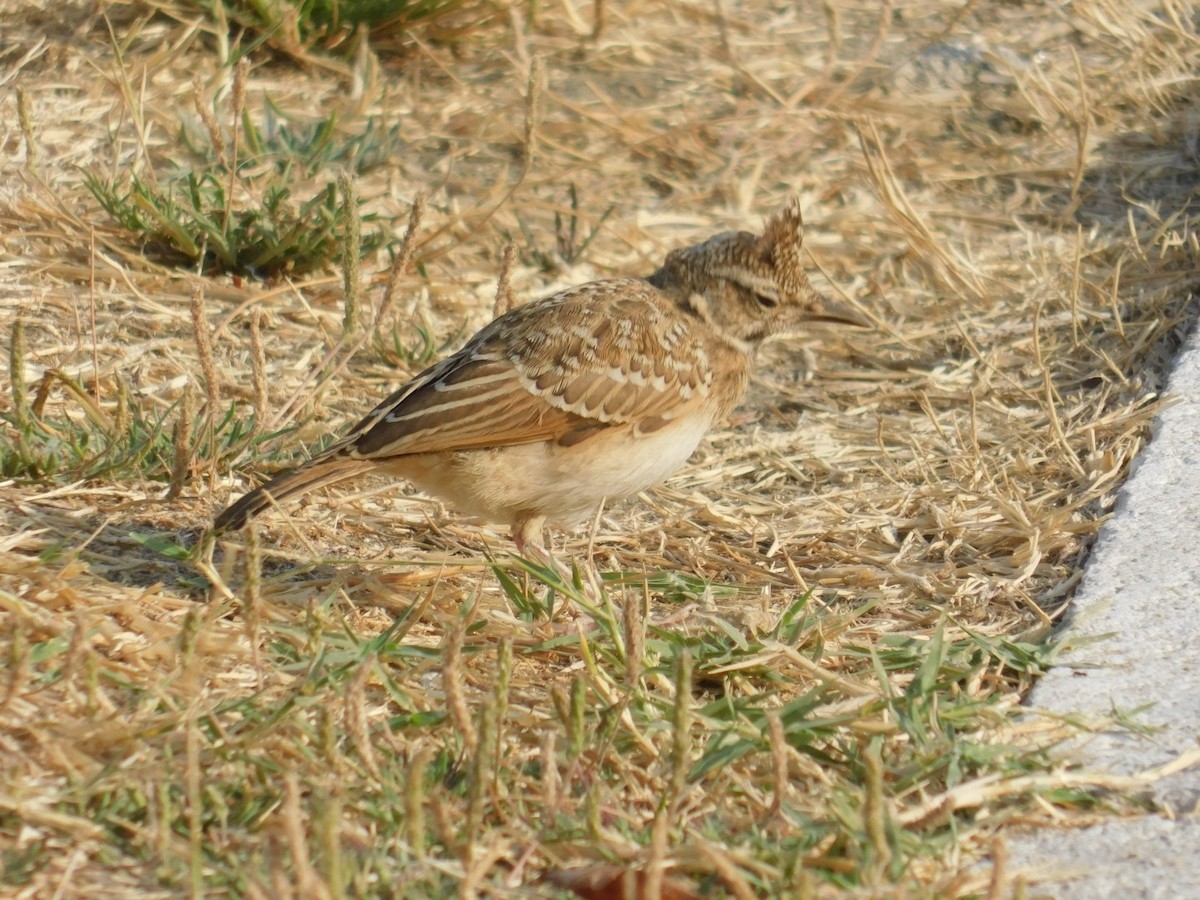 Crested Lark - ML640462025