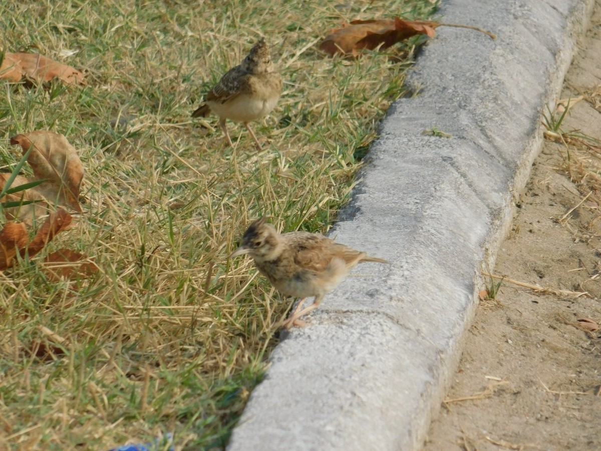 Crested Lark - ML640462026