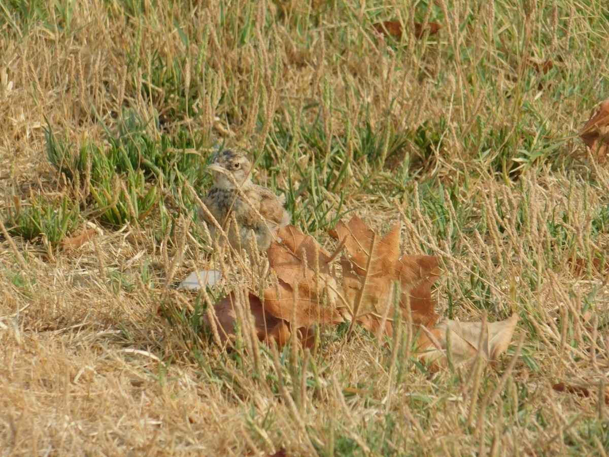Crested Lark - ML640462027