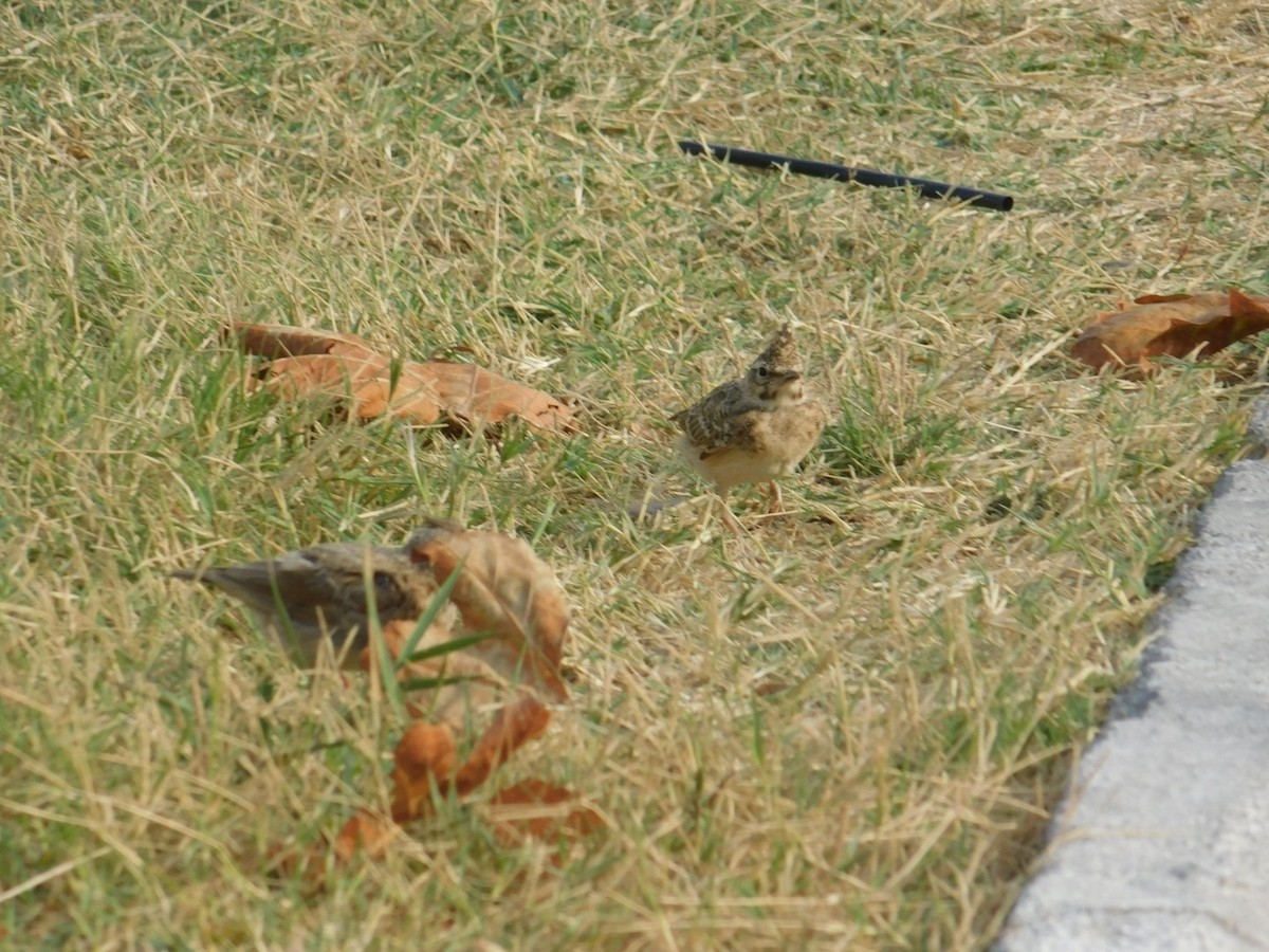 Crested Lark - ML640462028