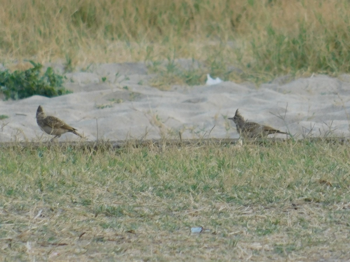 Crested Lark - ML640462029