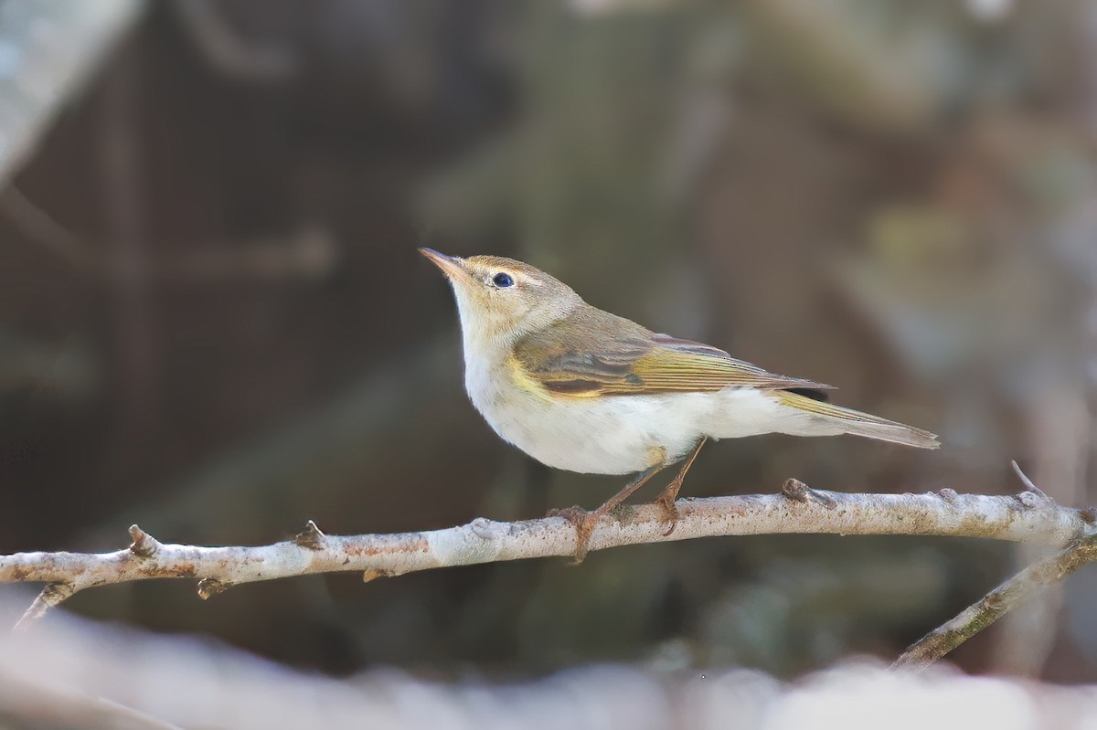Western Bonelli's Warbler - ML640462042