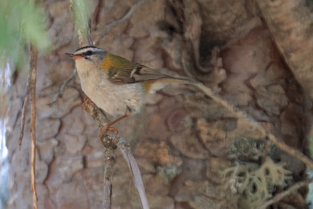 Common Firecrest - ML640462050