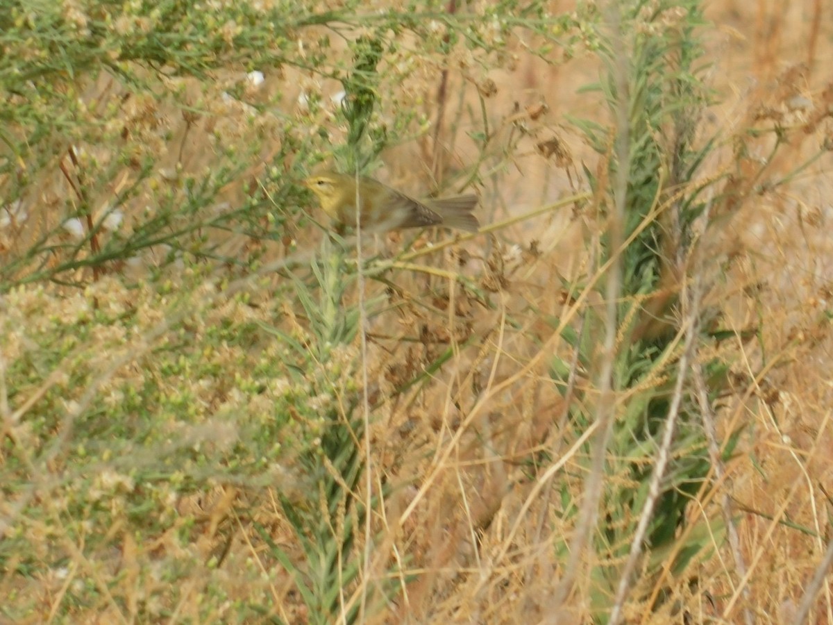 Willow Warbler - ML640462067