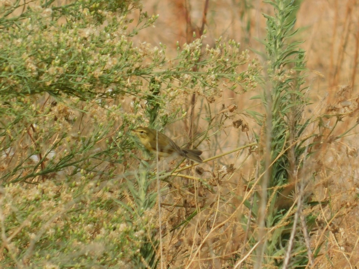 Willow Warbler - ML640462068