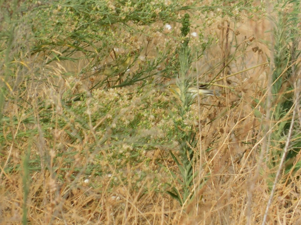 Willow Warbler - ML640462070