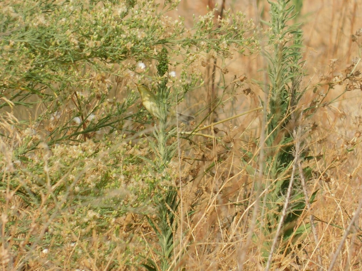 Willow Warbler - ML640462071