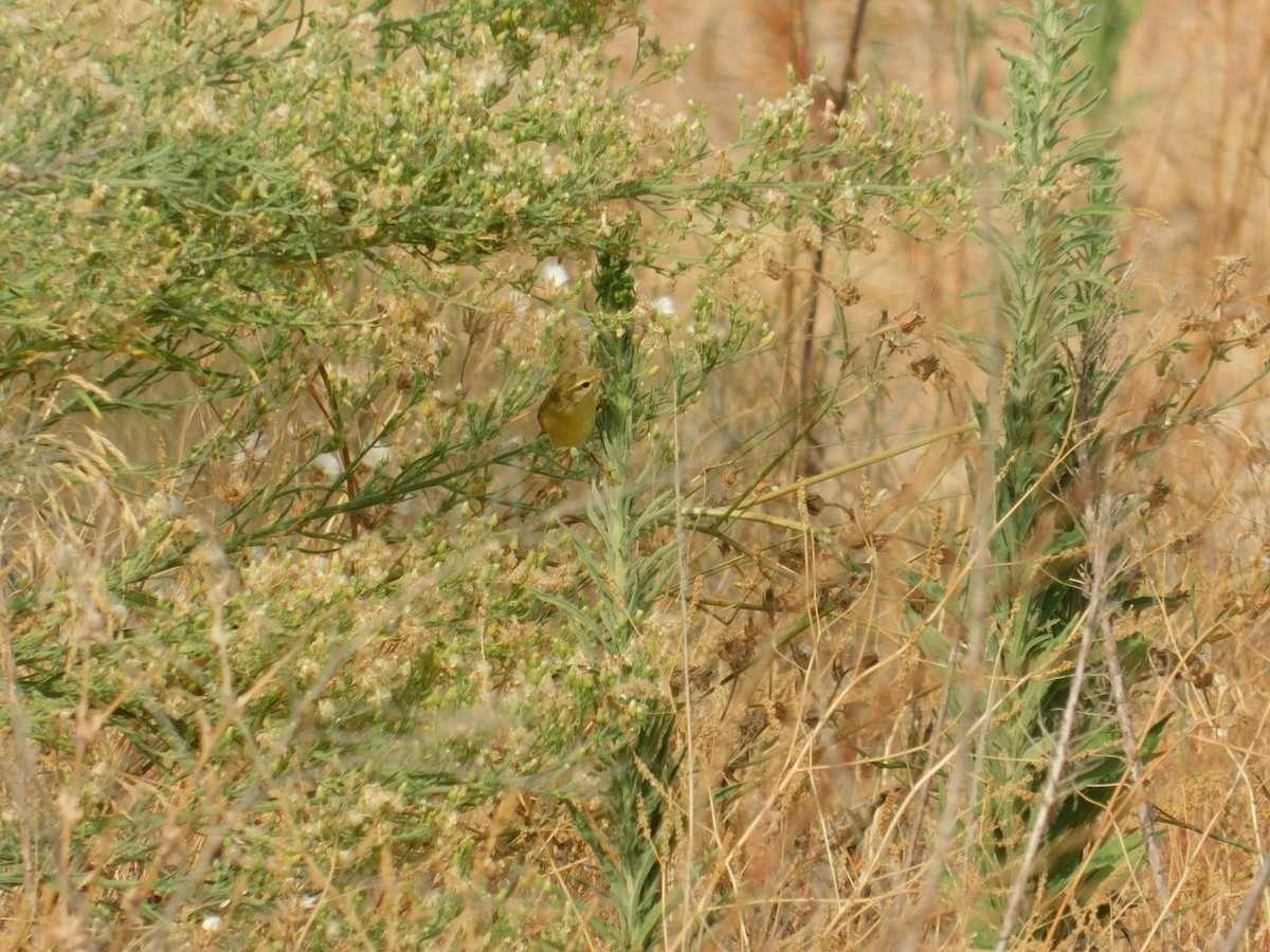 Willow Warbler - ML640462072