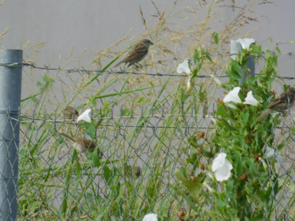 House Sparrow - ML640462092