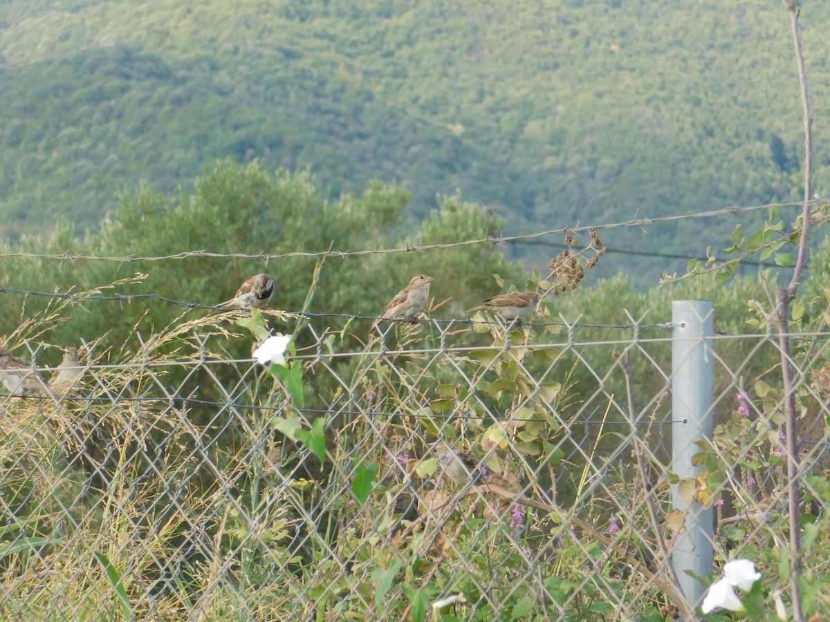 House Sparrow - ML640462093