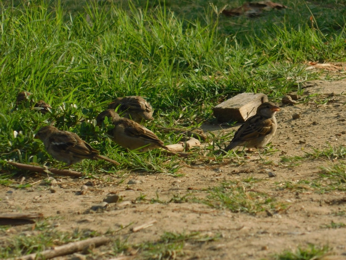 House Sparrow - ML640462094