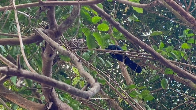 Asian Koel - ML640462126